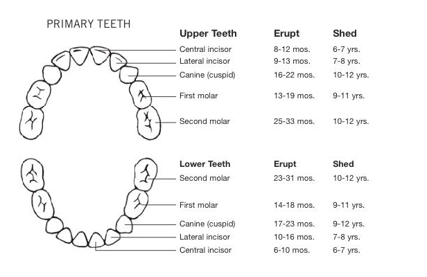 Teething journey - when baby get teeth
