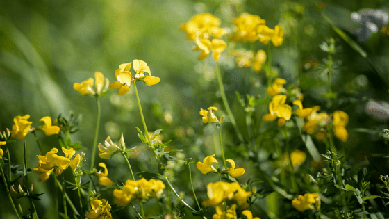 Fenugreek