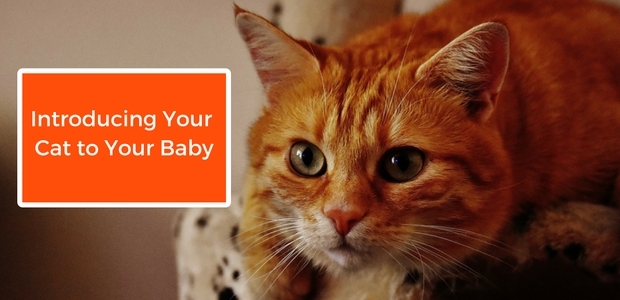 How to Introduce your cat to your new baby