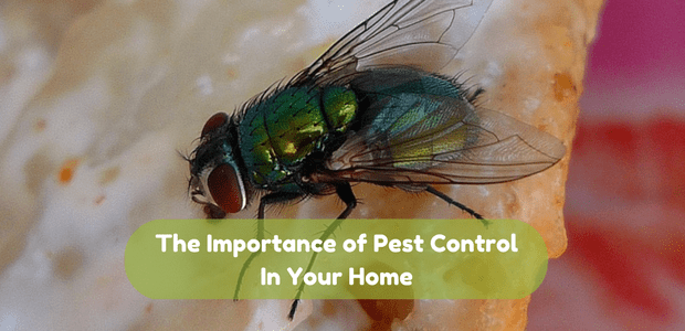 The Importance of Pest Control in your Home