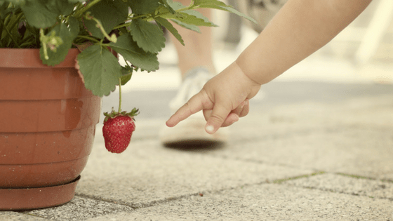 Teach child to garden