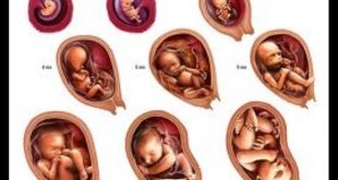 Fetal development from week 1 to 40 weeks