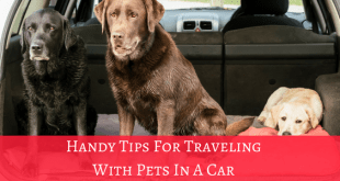 Handy tips for traveling with pets in a car