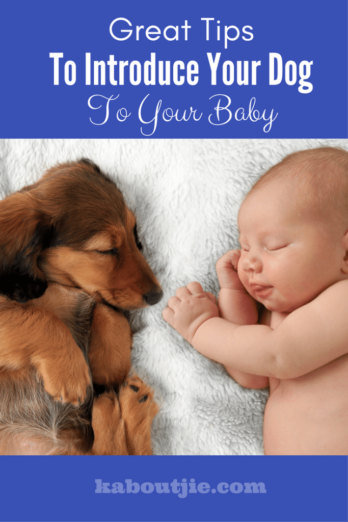 Great tips to introduce your dog to your baby