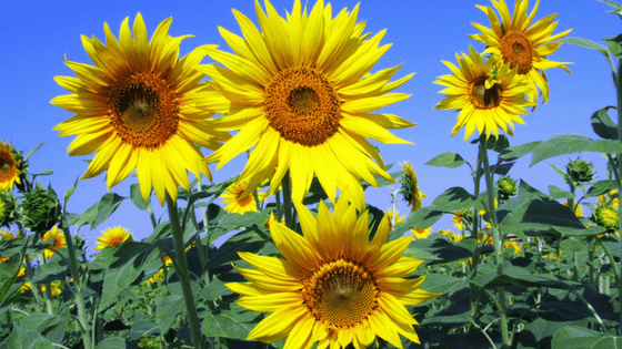 Garden sun flowers