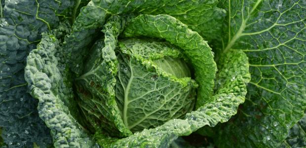 Green Leafy Vegetable
