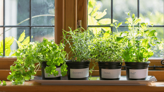 Herbs In Pots