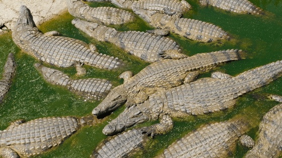 Crocodiles at La Bonheur