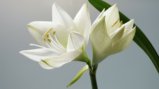 White Flower