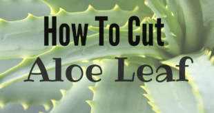 How To Cut Aloe Leaf Youtube