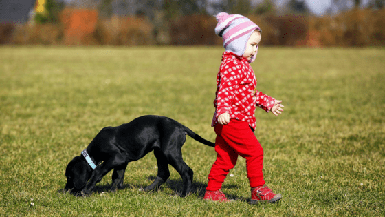 Little black puppy