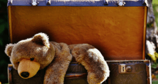 Teddy Bear in a suitcase