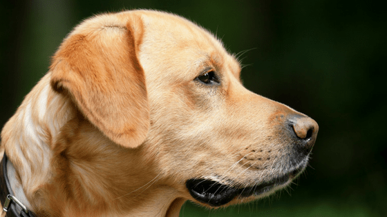 Golden Labrador outside