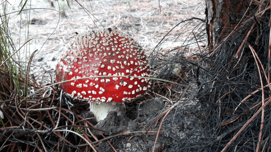 Big red mushroom