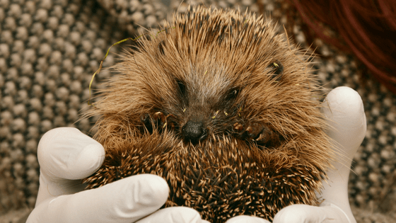 Holding Pet Hedgehog