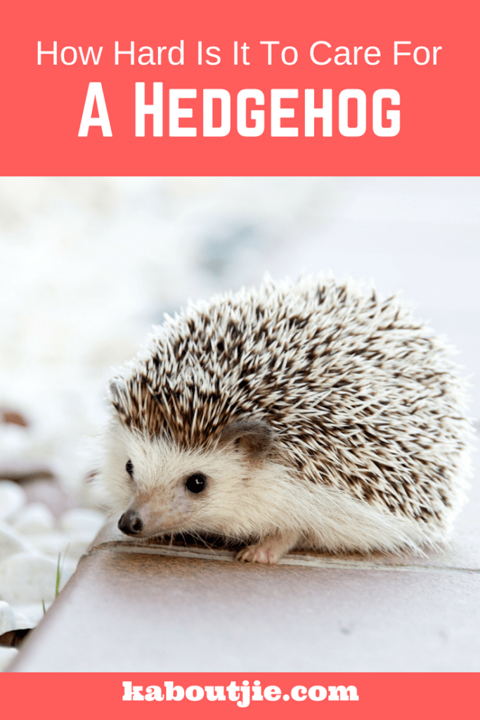 How Hard Is It To Care For A Hedgehog?