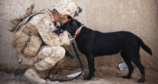 Man in military uniform with dog