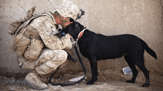 Man in military uniform with dog