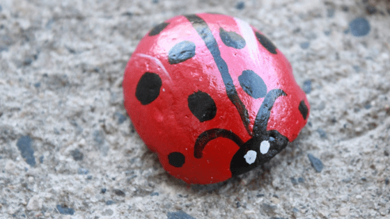 Ladybird rock bug