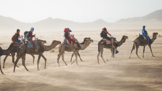 Marratech camel ride