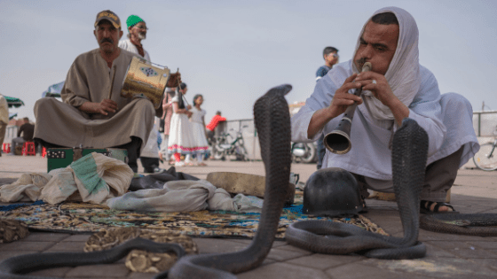 Snake Charmers Marratech