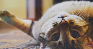 Cat lying on carpet