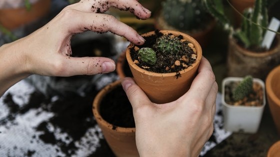 gardening