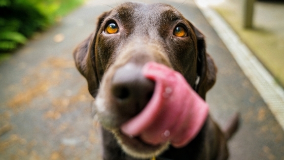 Cute dog licking lips