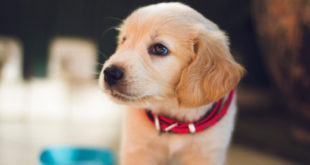 Puppy wearing red collar