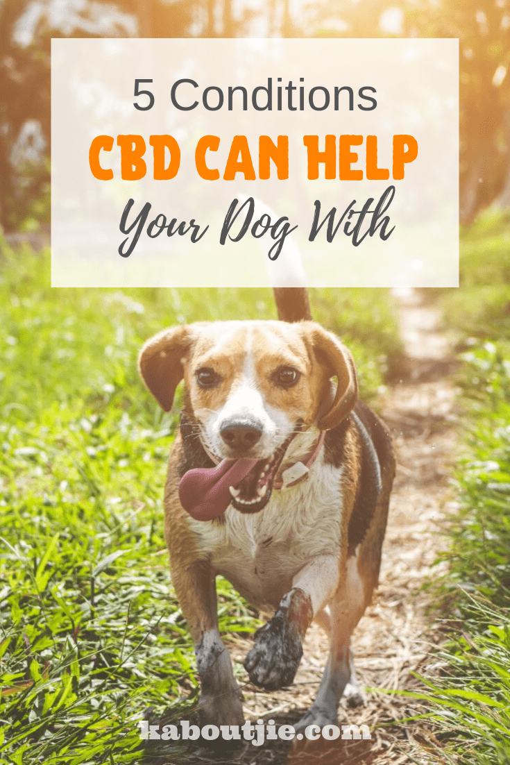 5 Conditions CBD Can Help Your Dog With