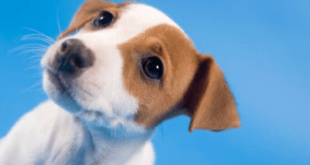Cute Jack Russell Puppy