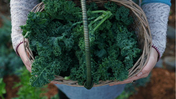 Basket of parsley