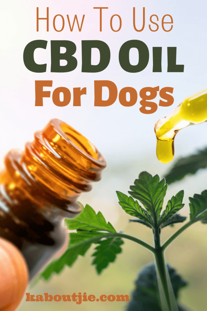 How To Use CBD Oil For Dogs
