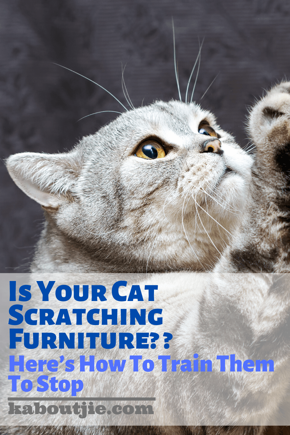 Is Your Cat Scratching Furniture? Here’s How To Train Them To Stop