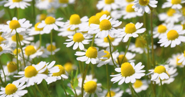 Chamomile flowers