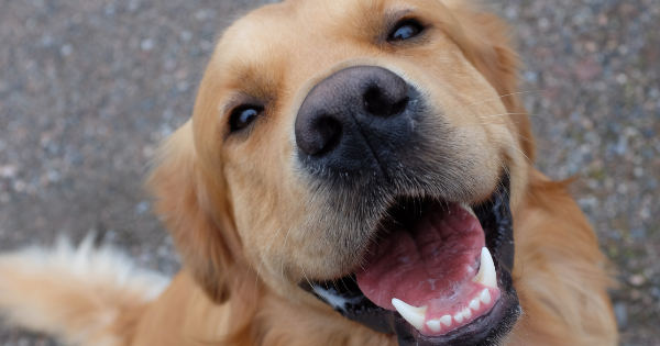 Happy Gold Retriever Dog