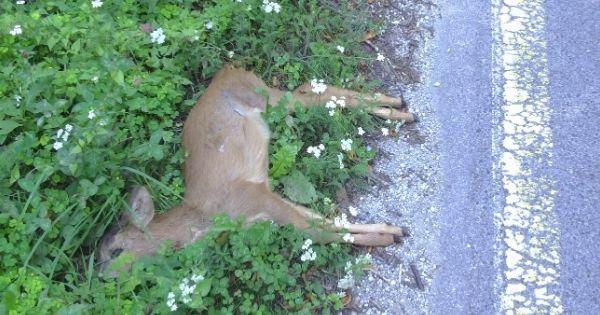 Deer hit by car
