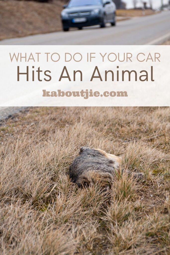 What To Do If Your Car Hits An Animal