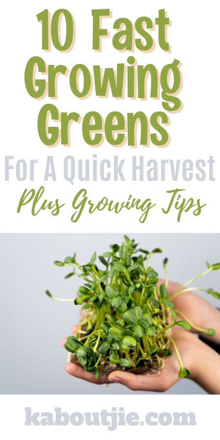 10 Fast Growing Greens For A Quick Harvest Plus Growing Tips