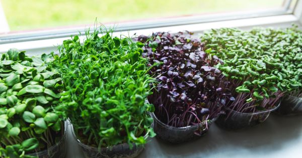 Grow microgreens