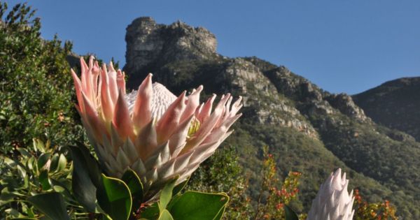 Protea at Kirstenbosch