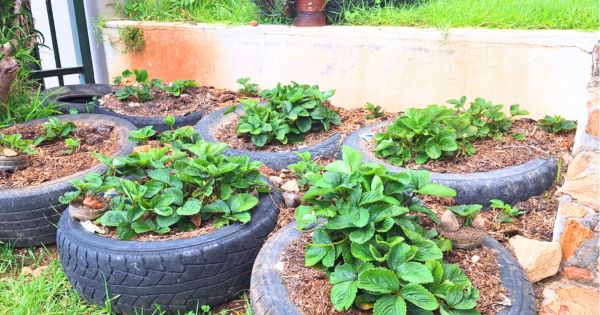Tyre strawberry garden
